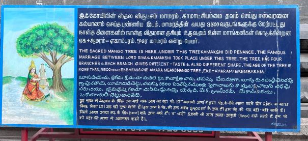 Board-about-Mango-Tree-at-Ekambareshwar