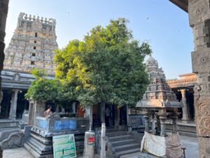 Mango-Tree-at-Ekambareshwar